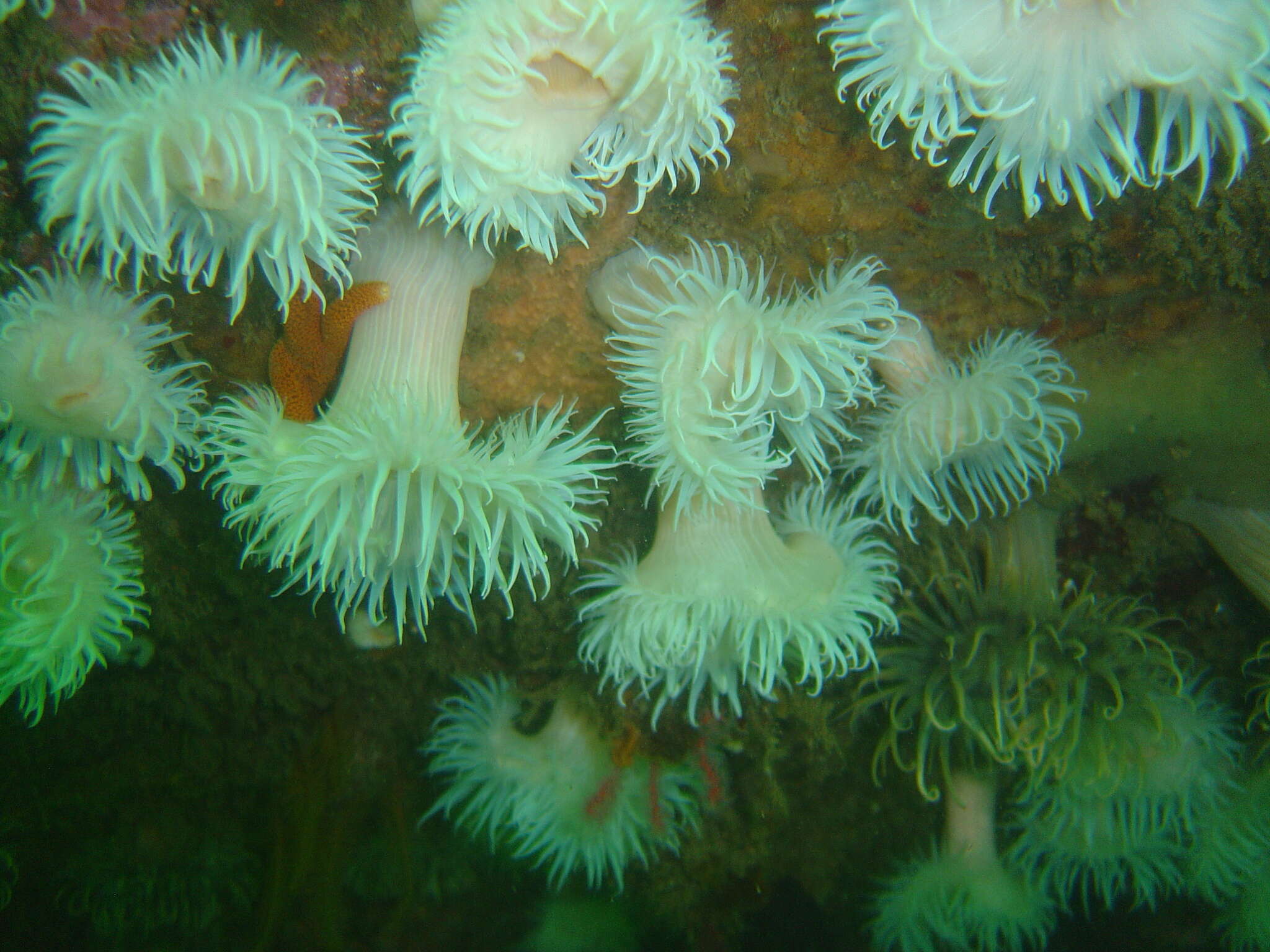 Image of Striped anemone