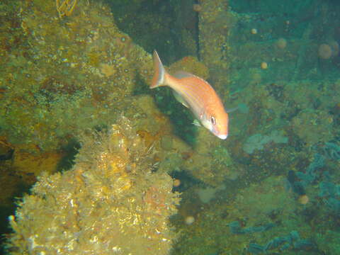 Image of Panga Seabream