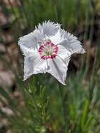 صورة Dianthus plumarius L.