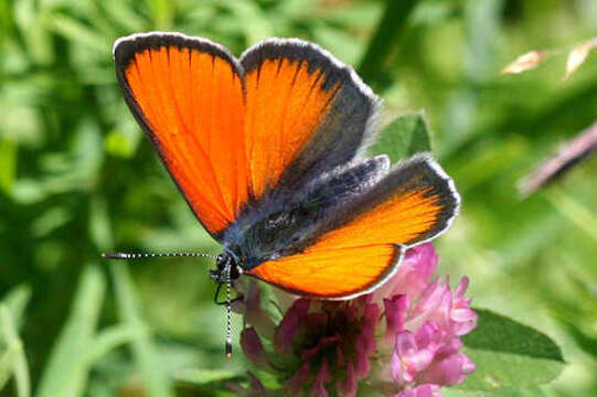 Image of <i>Lycaena hippothoe eurydame</i>