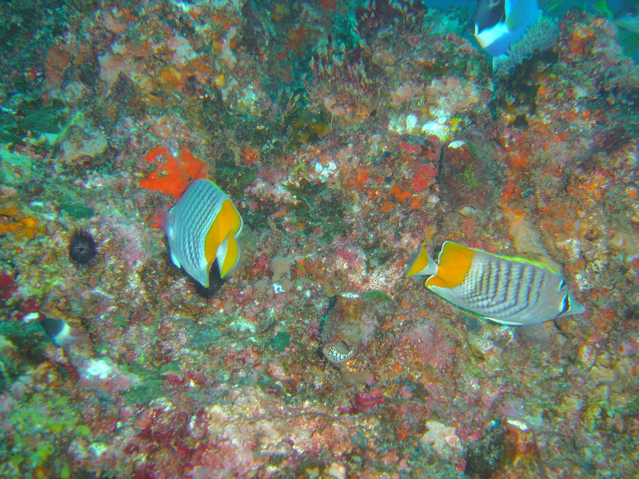 Image of Indian Ocean Chevron Butterflyfish