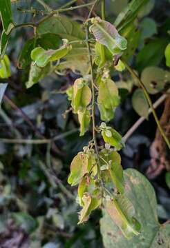 Слика од Serjania rubicaulis Bentham ex Radlk.