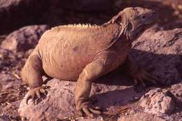 Image de Iguane terrestre de l'île Santa Fe