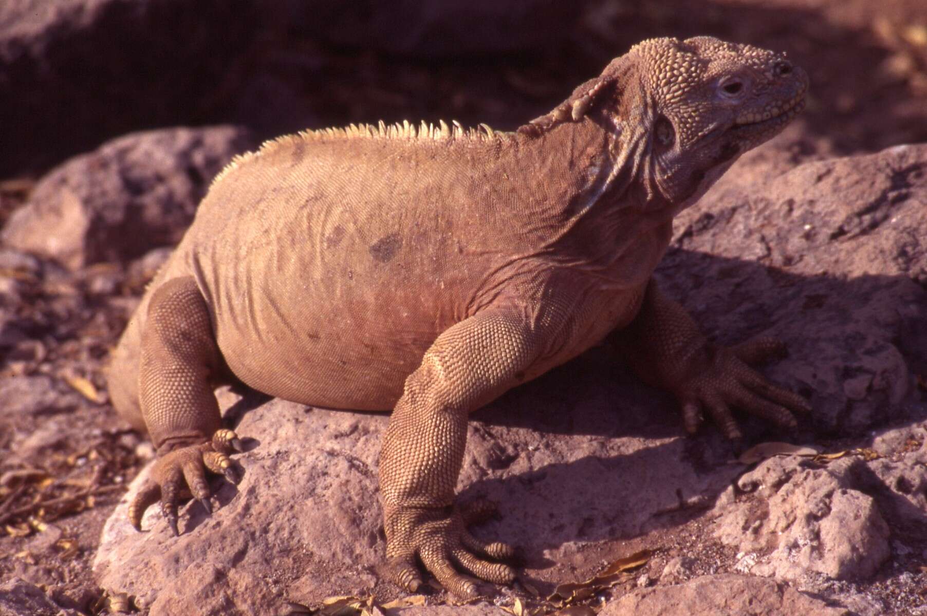 Image of Santa Fe Land Iguana