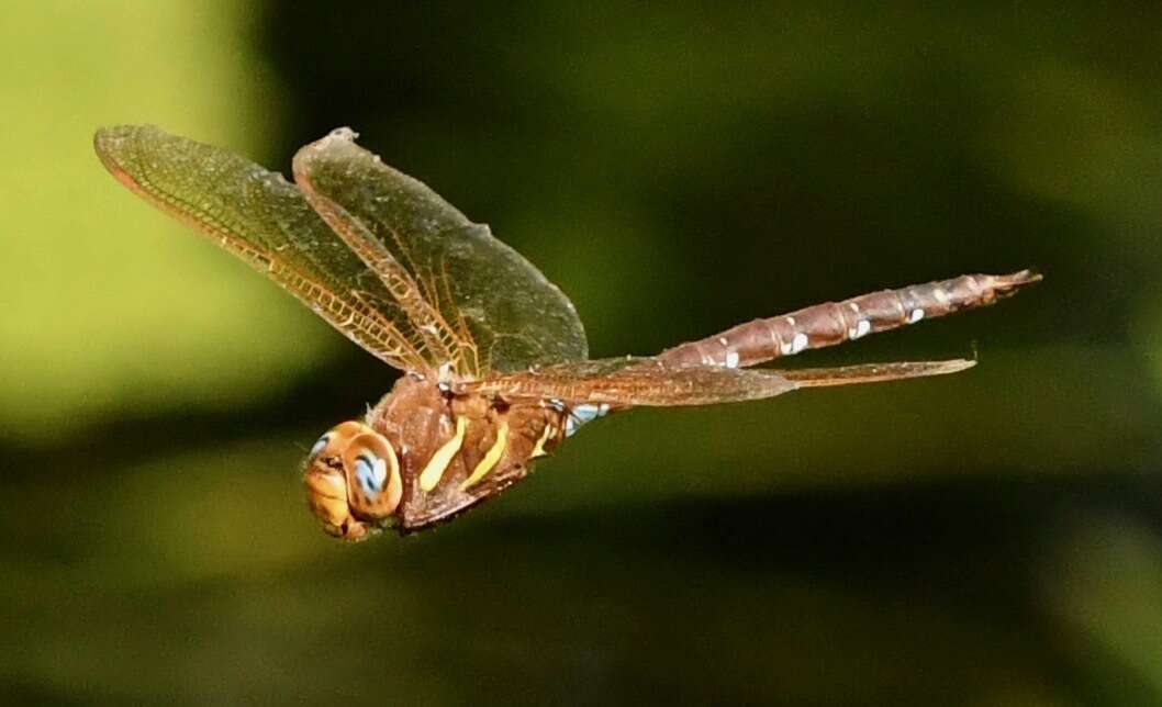 Image of Brown Hawker