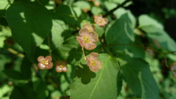 Image de Euonymus verrucosus Scop.