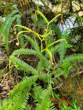 Image of Mexican Umbrella Fern