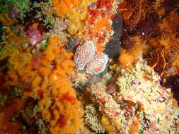 Image of Cape silvertip nudibranch