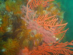Image of Multicoloured sea fan