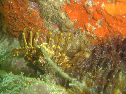 Image of Cape Rock Lobster