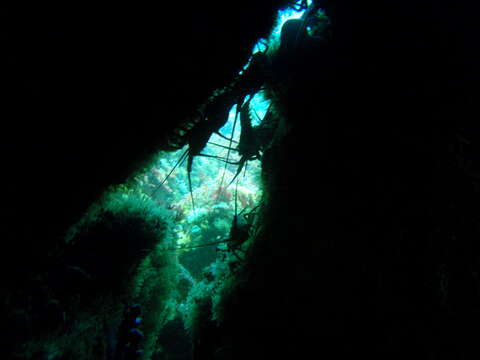 Image of Cape Rock Lobster