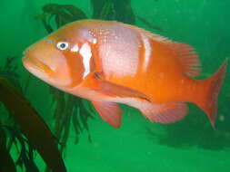 Image of Roman Seabream