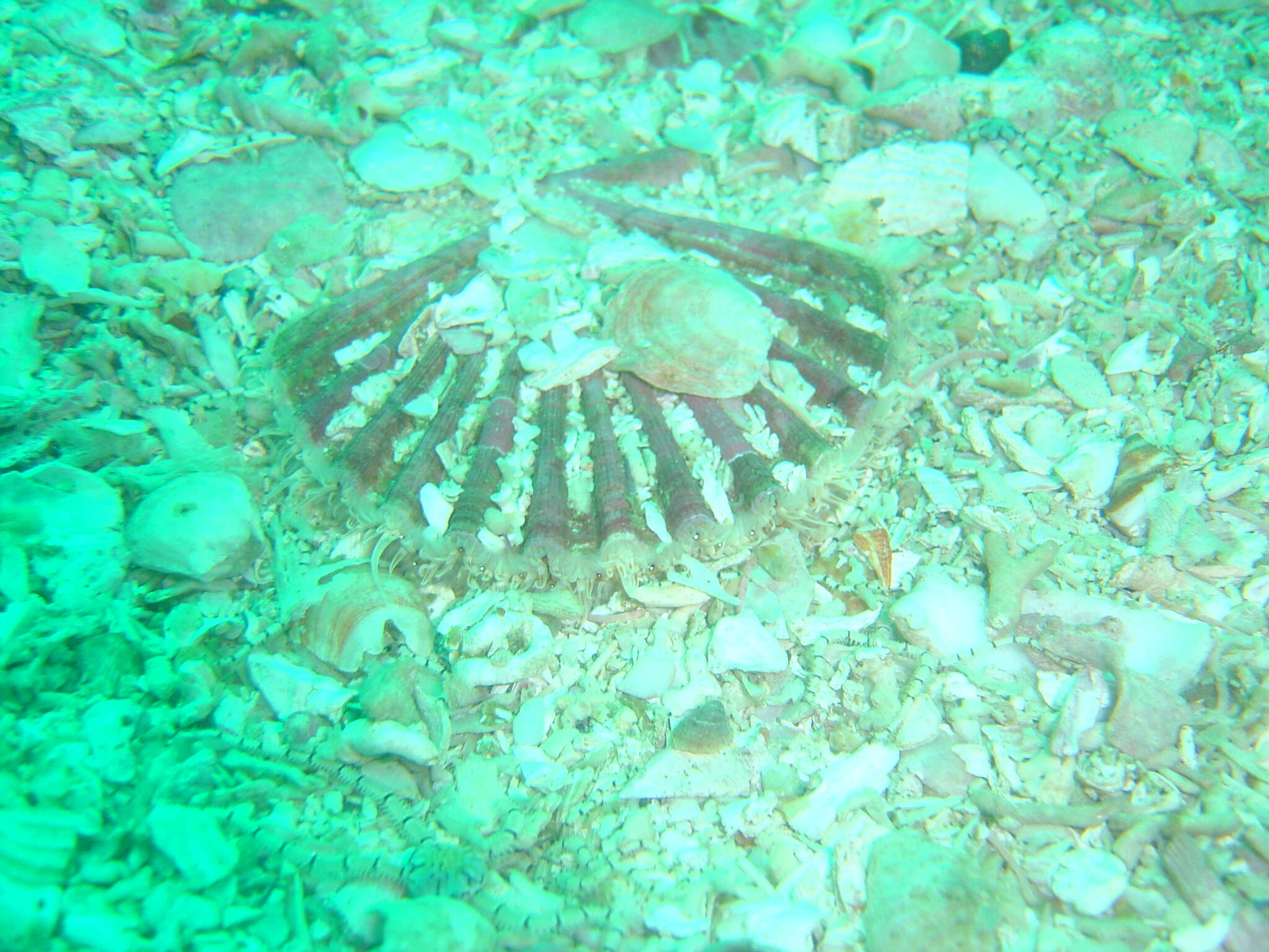 Слика од Pecten sulcicostatus G. B. Sowerby II 1842