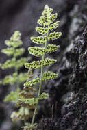 Image de Woodsia neomexicana Windham