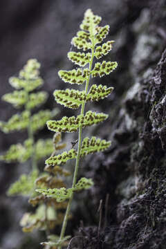 Image of New Mexico cliff fern