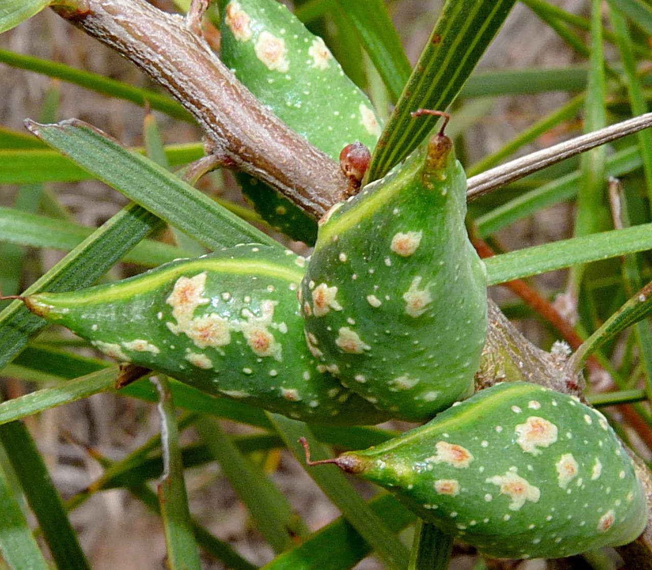 Image of Hakea ulicina R. Br.