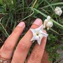 Image of Huachuca Mountain rocktrumpet