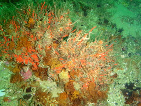 Image of Common brittlestar