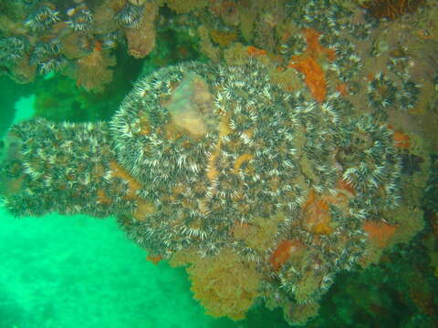 Image of Cunjevoi sea squirt