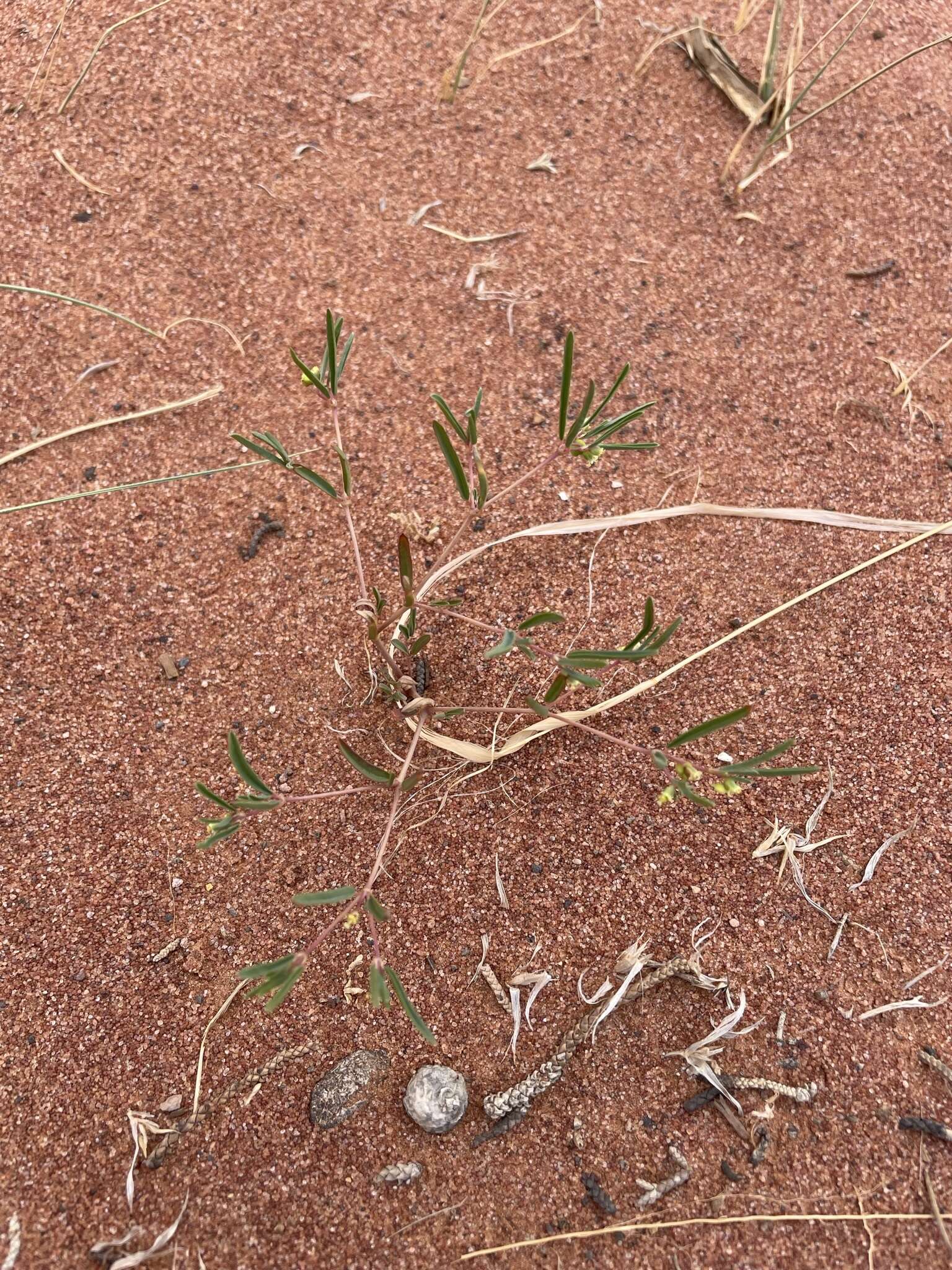 Image de Euphorbia parryi Engelm.