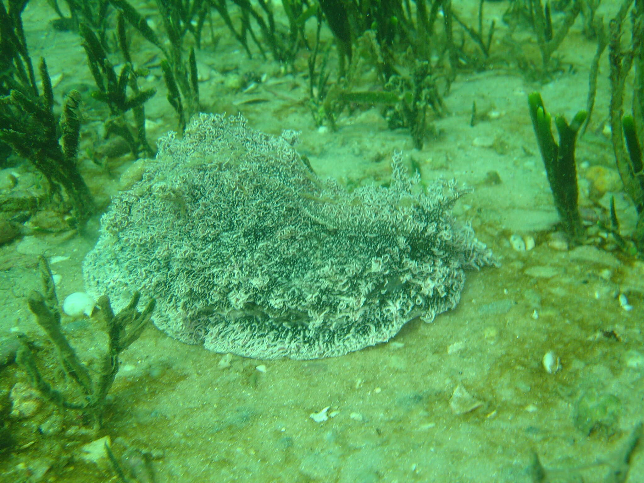 Image of blue-spotted sea hare