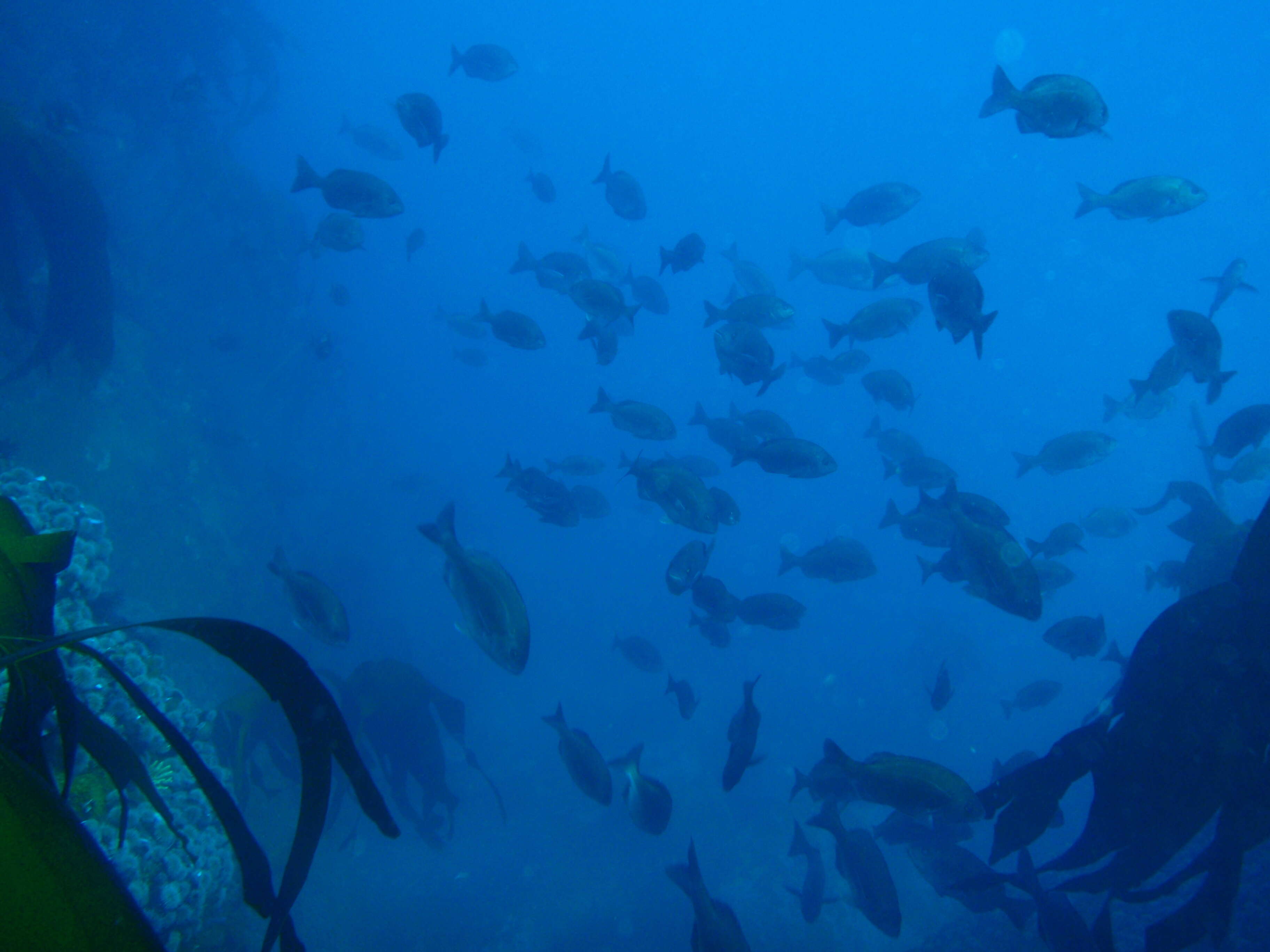 Image of Hottentot Seabream