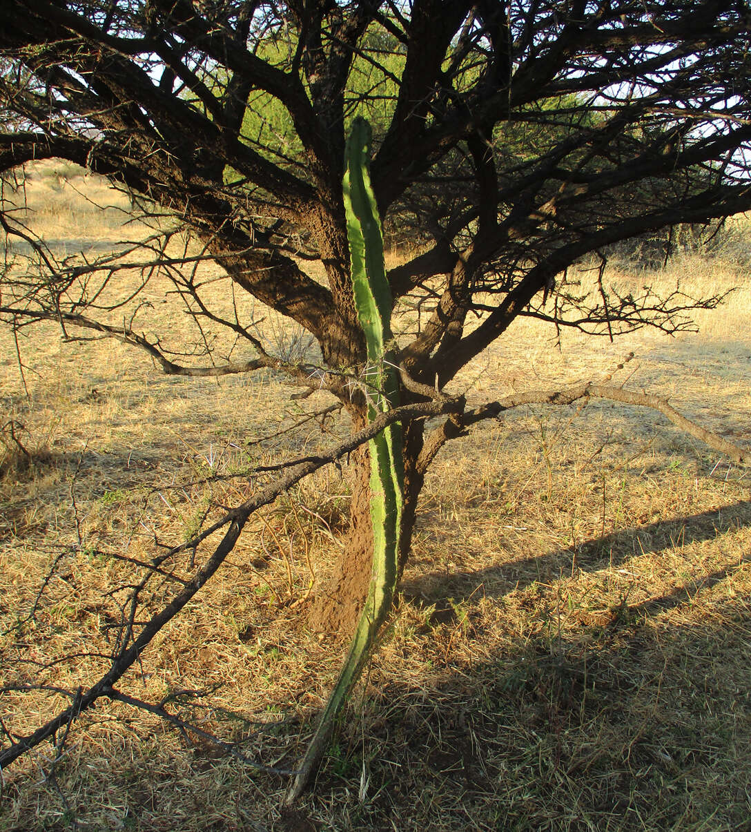 Image of Cereus jamacaru subsp. jamacaru