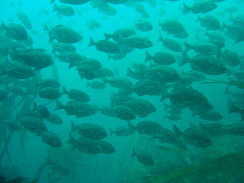 Image of Hottentot Seabream