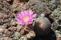 Echinocereus adustus subsp. adustus的圖片