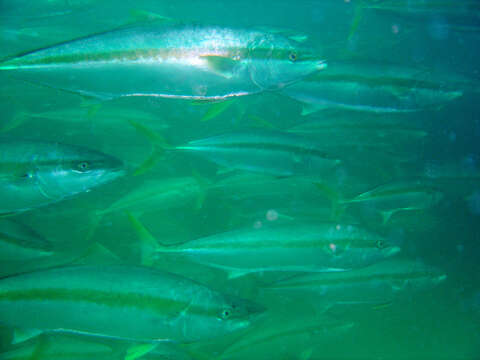 Image of California Yellowtail