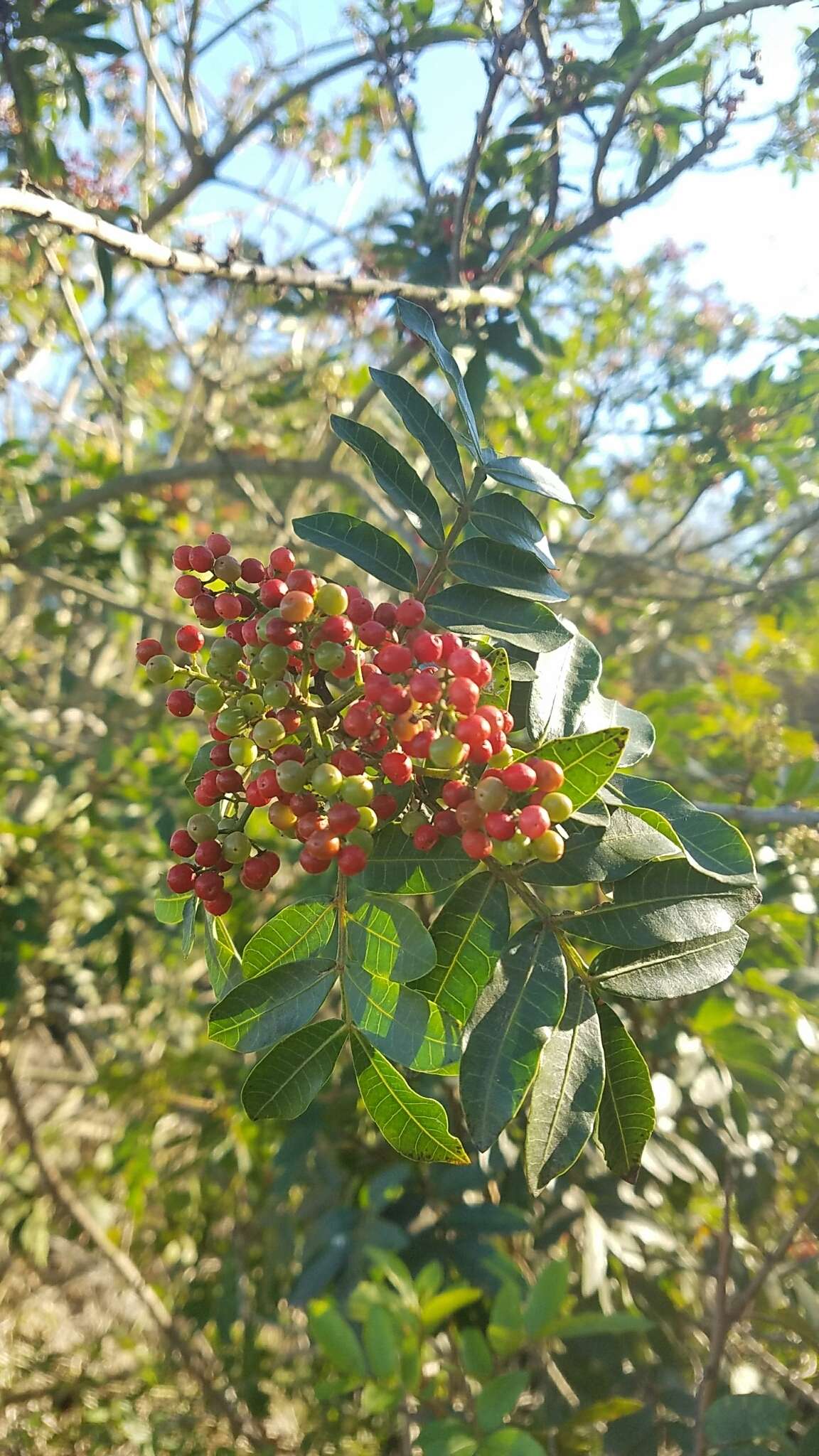 Image of Brazilian Peppertree