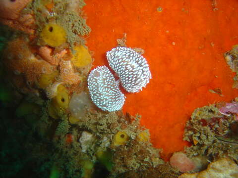 Image of Cape silvertip nudibranch