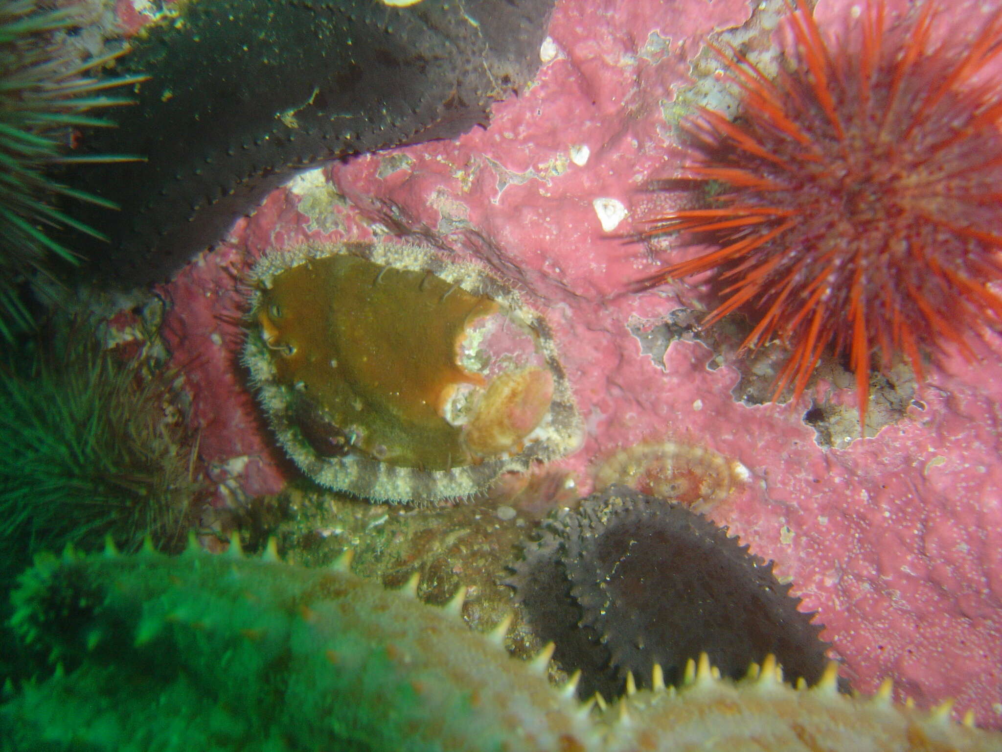 Image of Midas Ear Abalone