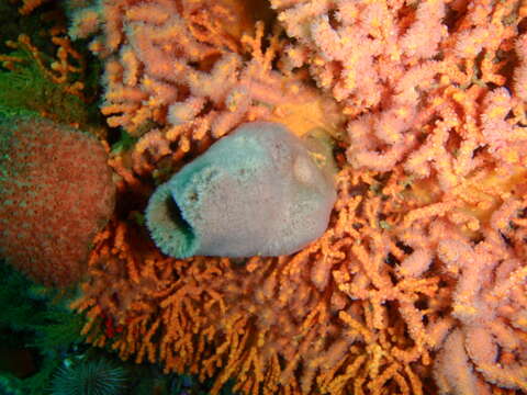 Image of Multicoloured sea fan