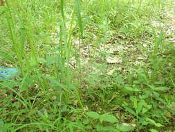 Sivun Scutellaria nervosa Pursh kuva
