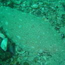 Image of Sand tonguefish