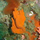 Image of Flat leaf sponge