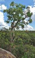 Image of Rock cabbage tree