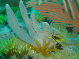 Image of elegant feather star