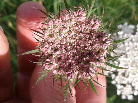 Image of Queen Anne's lace