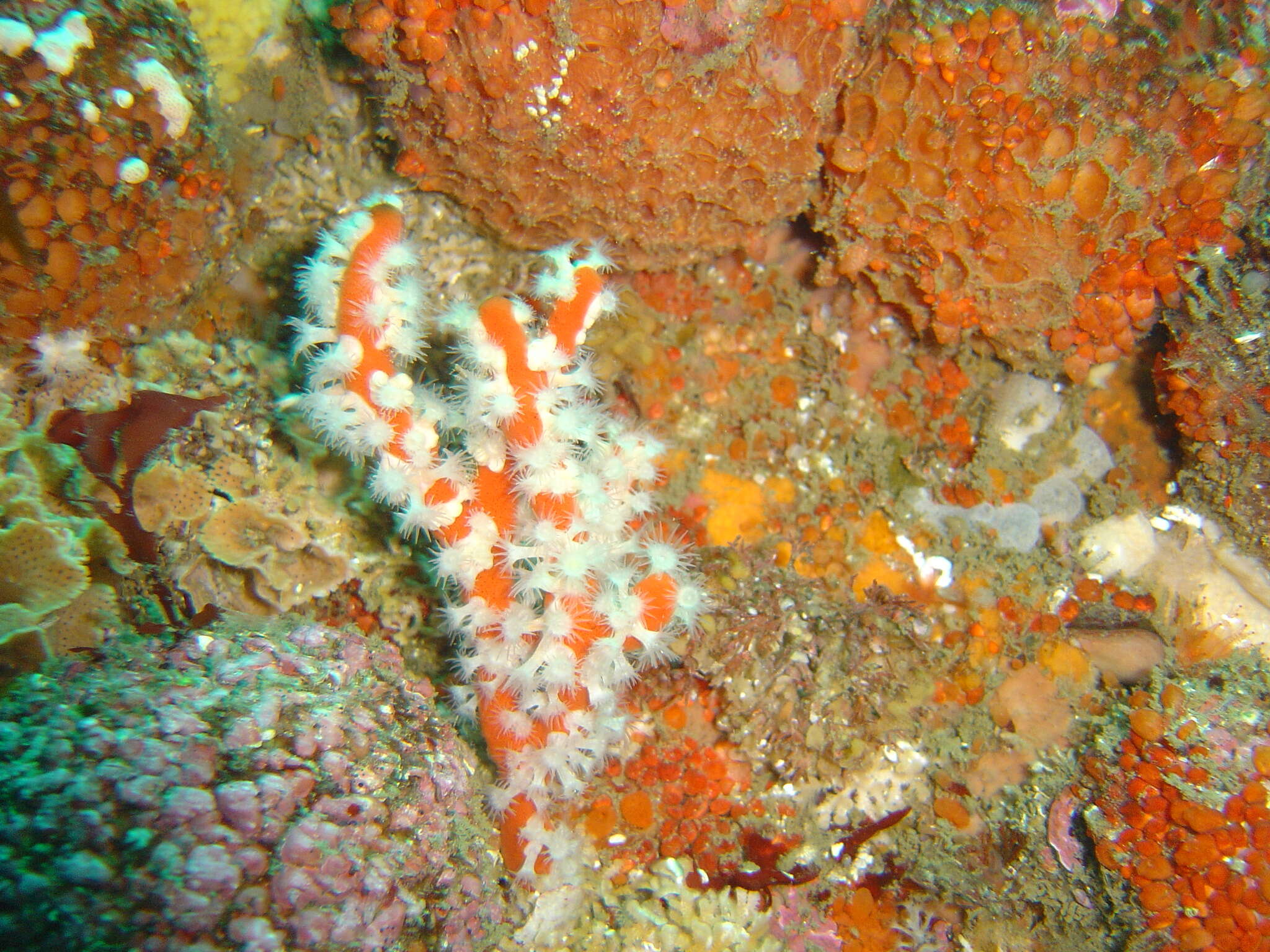 Image of symbiotic colonial anemones