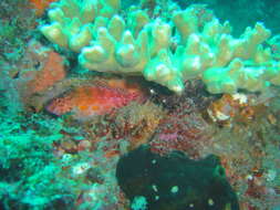 Image of Coral Hawkfish