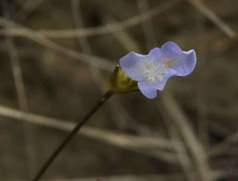 Image of Abolboda americana (Aubl.) Lanj.