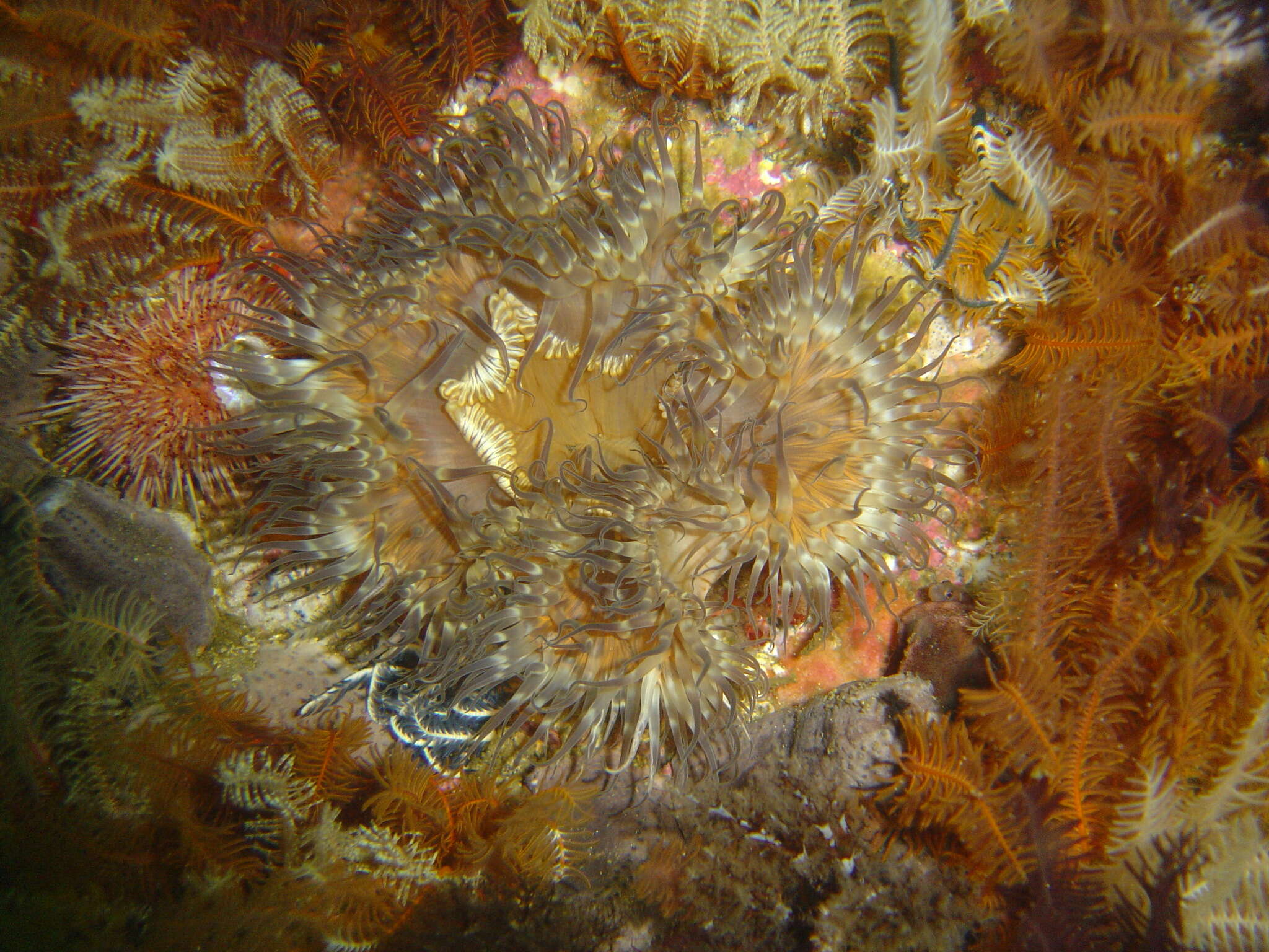 Image of Striped anemone