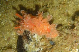 Image of Tasselled nudibranch