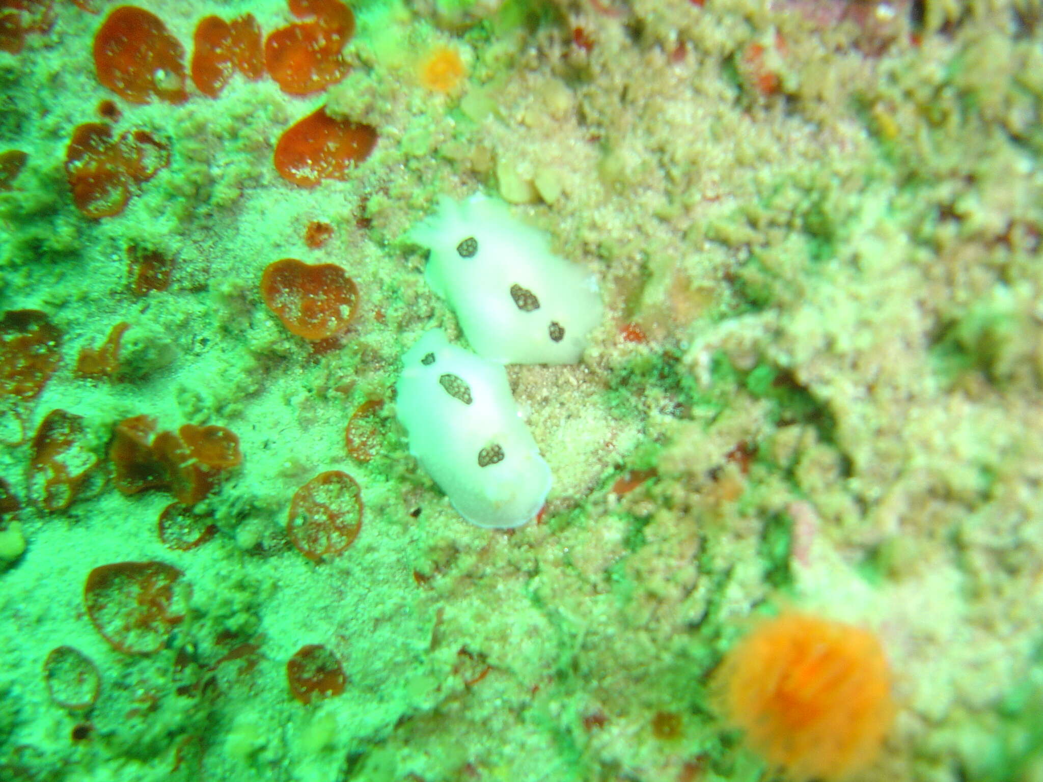 Image of Three-spot nudibranch