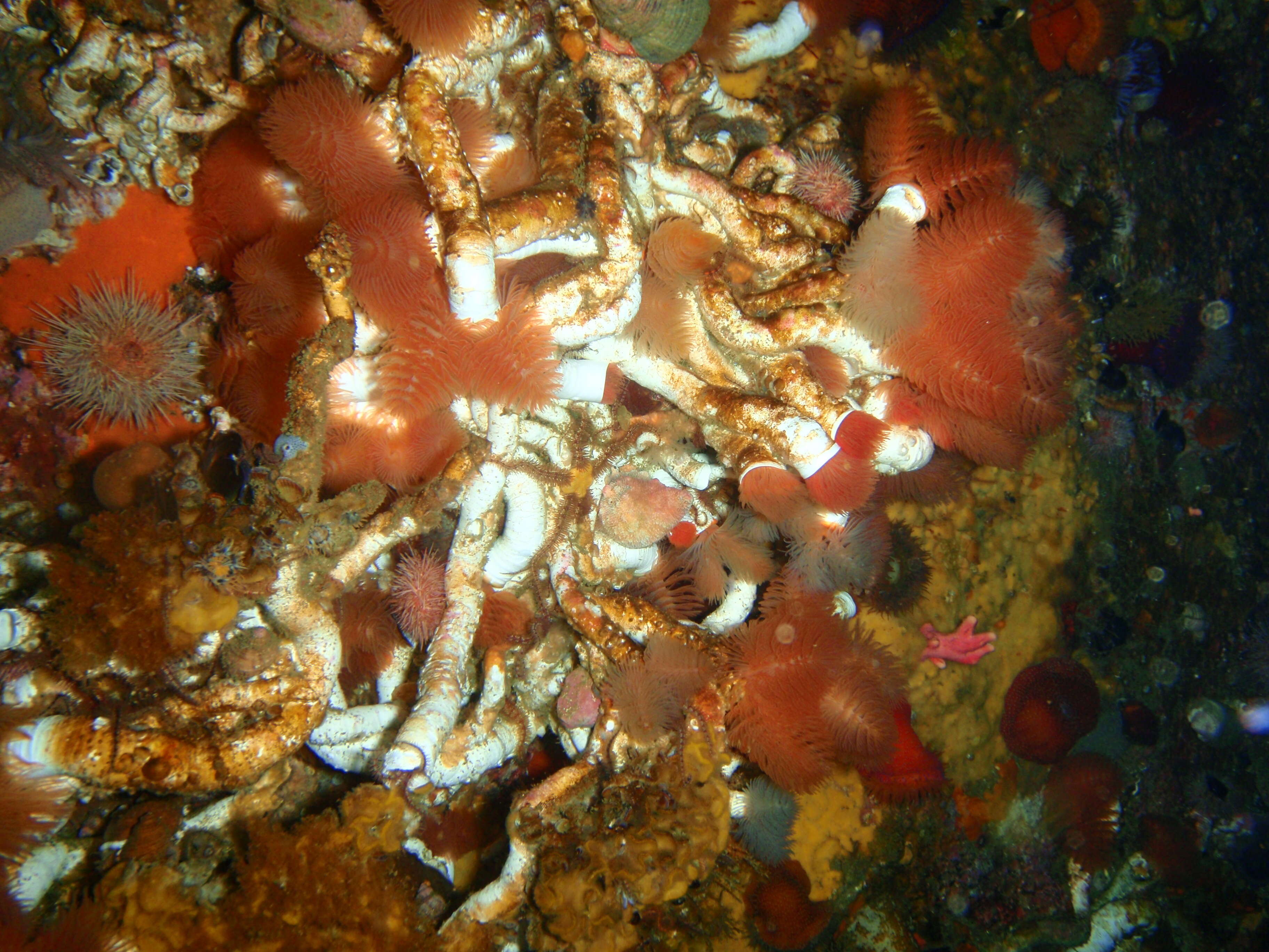 Image of hard tube coco worm