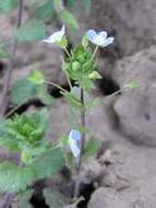 Image of birdeye speedwell