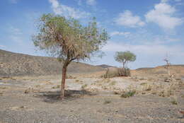 Image of Euphrates Poplar