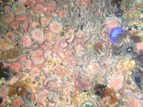 Image of Common brittlestar